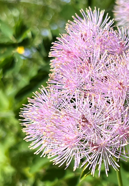 Blütenpracht am Wegesrand