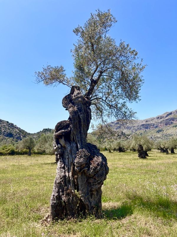 Olivenbaum